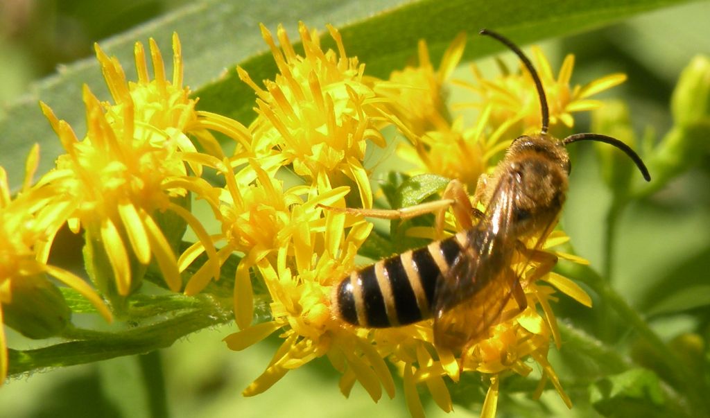 Faccia da Halictus